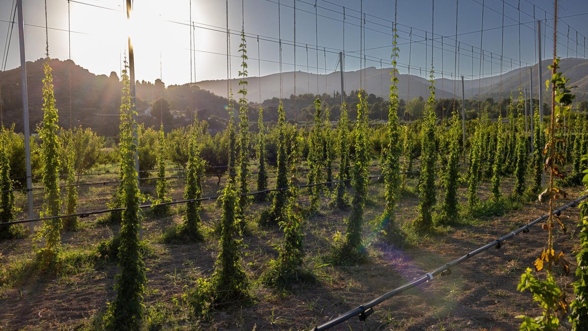 Campos de lúpulo en Caravaca