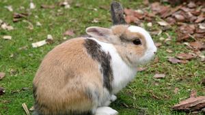 Cómo cuidar a un conejo holandés: características y cuidados