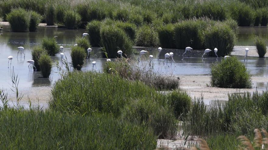 Uno de los tancats de l&#039;Albufera