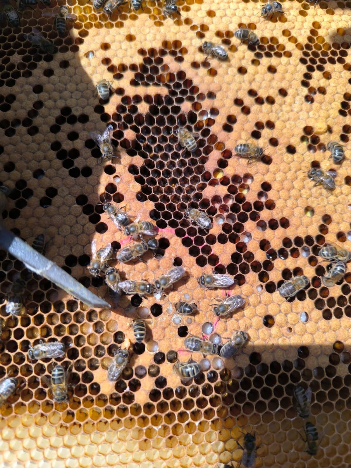 El proyecto incluyó un experimento con feromonas en las colmenas El proyecto incluyó un experimento con feromonas en las colmenas