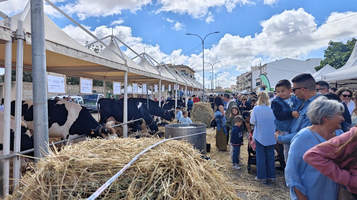 FOTOS | Búscate en la Fira de ses Vaques de Campos