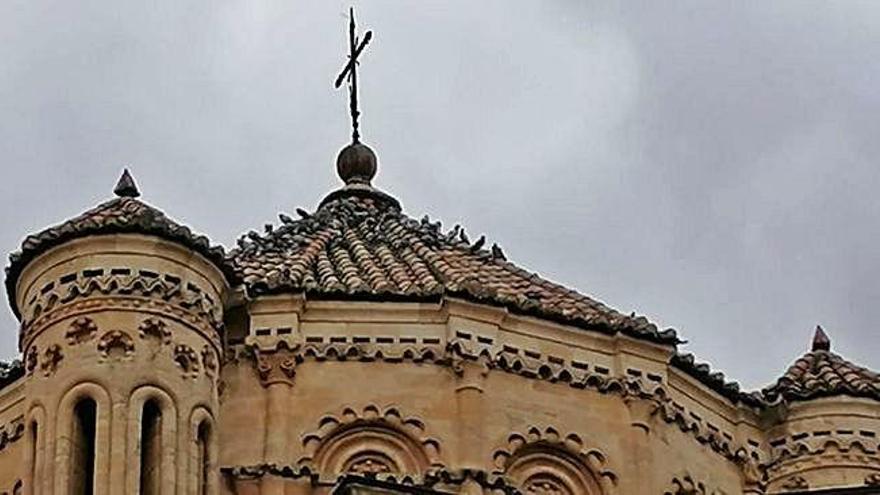 Un nutrido grupo de palomas se posa en el cimborrio de la Colegiata de Toro, en la que se han instalado jaulas para proceder a su captura .