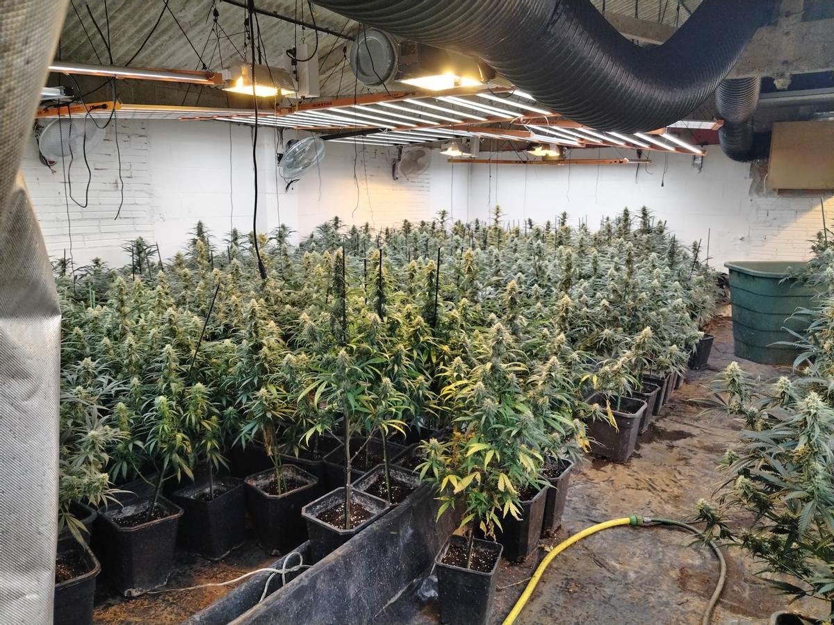 La plantació de marihuana desmantellada pels Mossos a Navata.