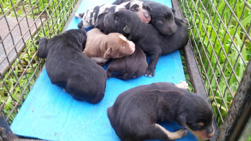 Los cachorros, tras ser rescatados // FdV