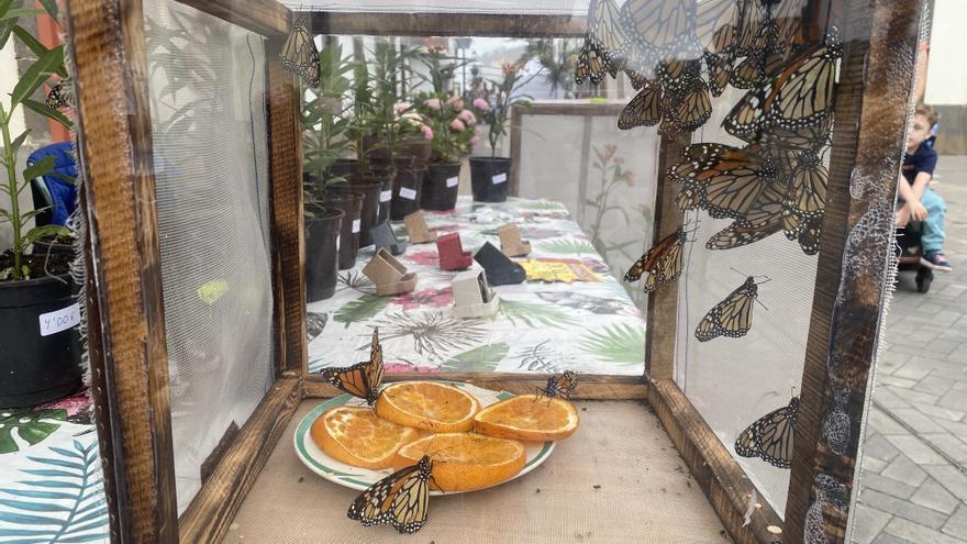 Suelta de mariposas monarca en Moya