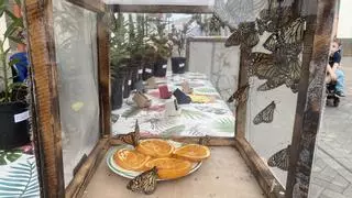 Suelta de mariposas monarca en la Villa de Moya