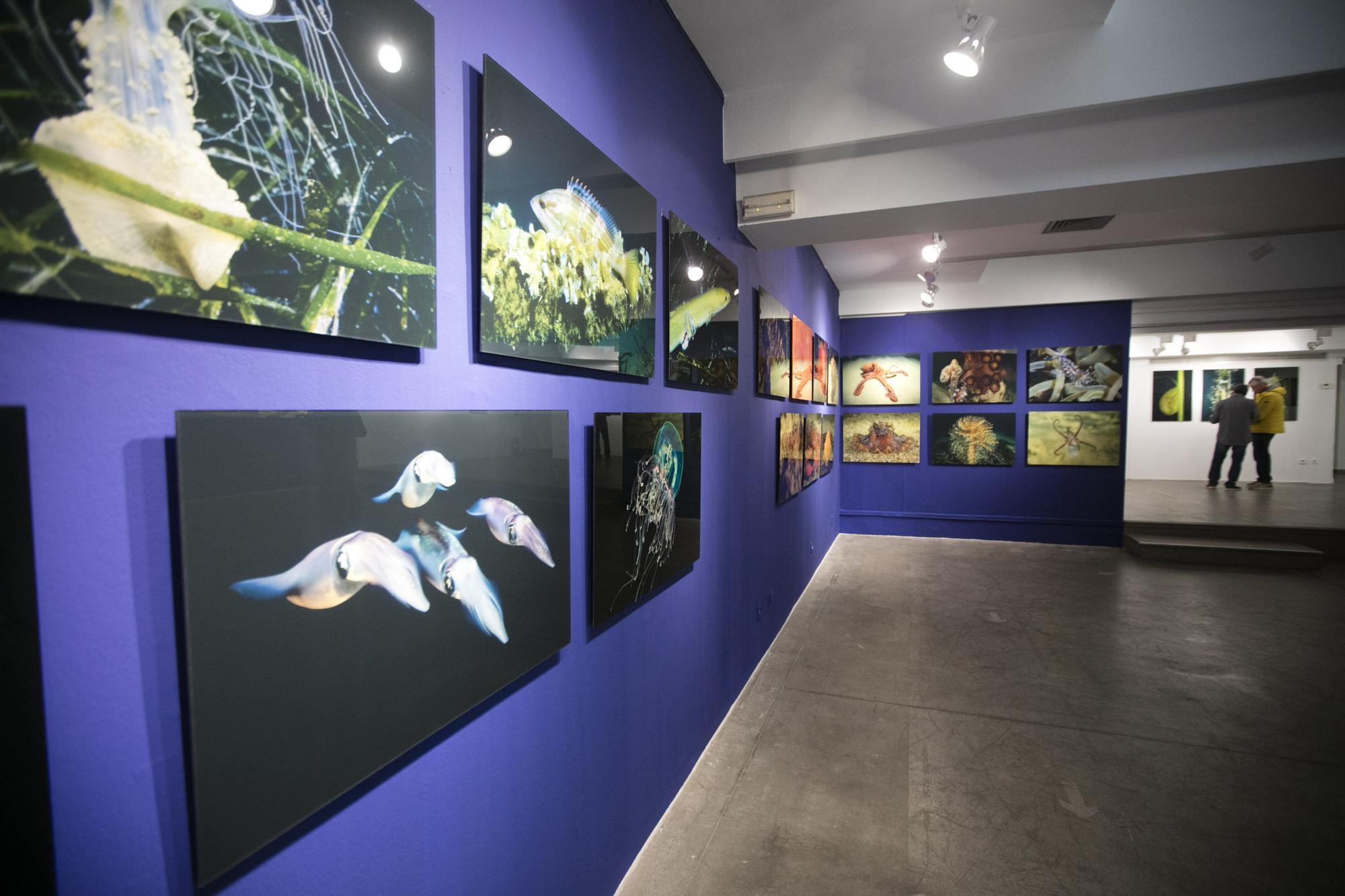 Exposición de fotografía submarina del Port de Sant Miquel en  sa Nostra Sala de Joan Costa