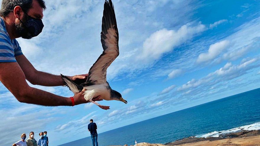 Campaign to protect shearwater pups on their first flight begins