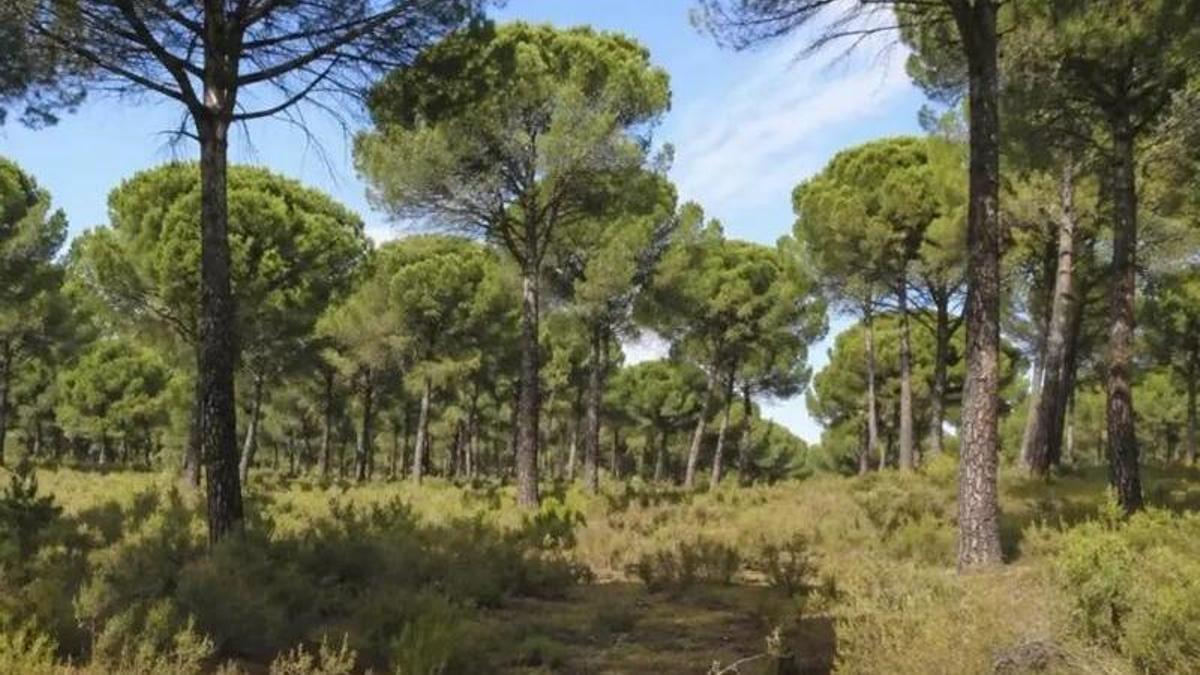 "El Pinar" de Toro sale a subasta para su aprovechamiento cinegético.