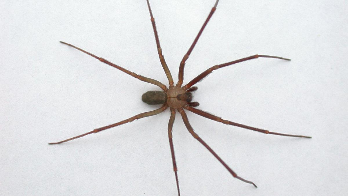 Mucho cuidado: la araña más peligrosa llega a España y si te pica puede ser mortal