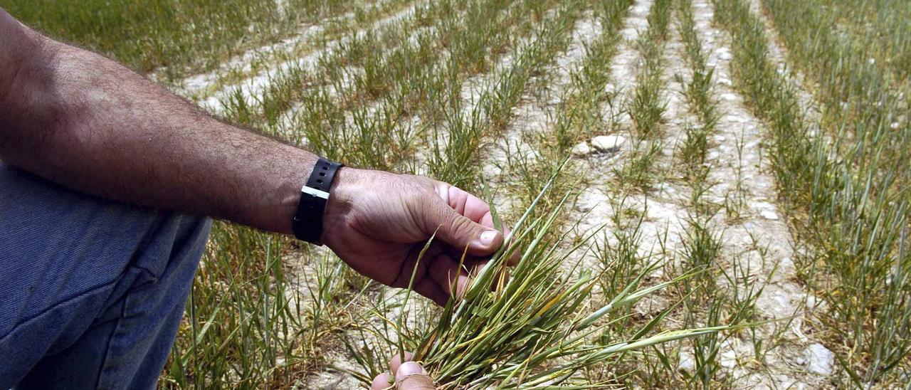 Campo de cereal afectado por la sequía