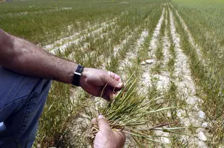 Los agricultores de Bajo Duero piden auxilio: "No podemos sobrevivir sin regar"