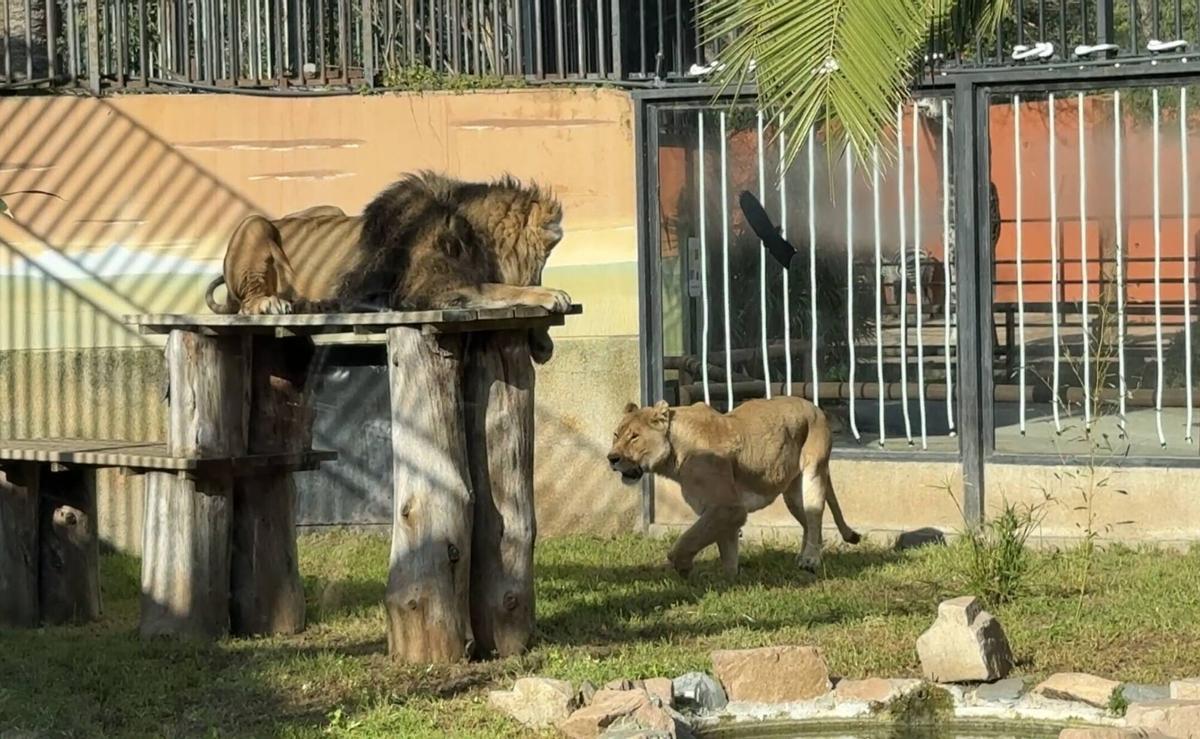 El teniente de alcalde delegado de Sostenibilidad y Medio Ambiente, Daniel García-Ibarrola, presenta la nueva pareja de leones llegada al Centro de Conservación Zoo de Córdoba. En el Centro de Conservación Zoo de Córdoba.