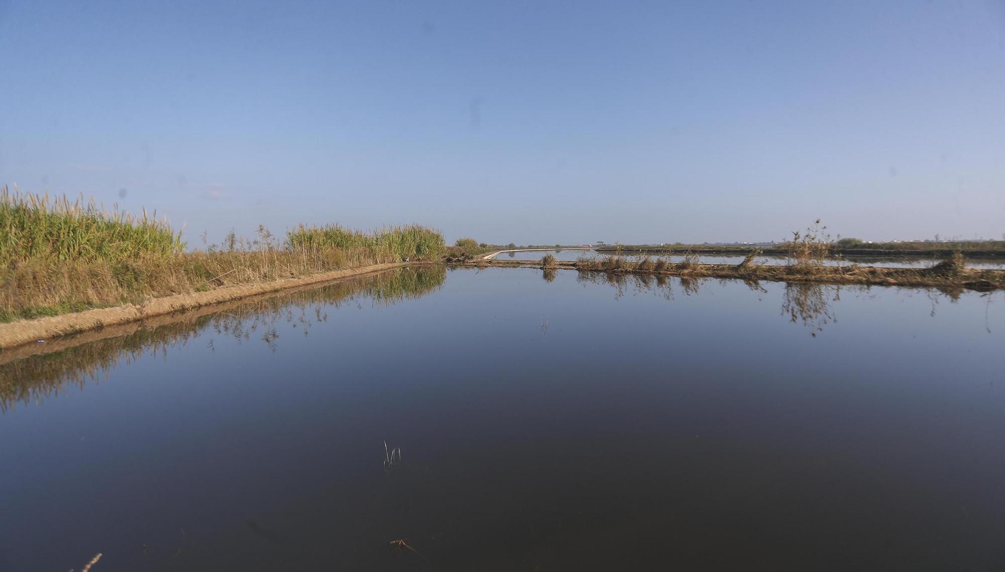 Las mejores imágenes de l'Albufera en el Día Mundial de los Humedales