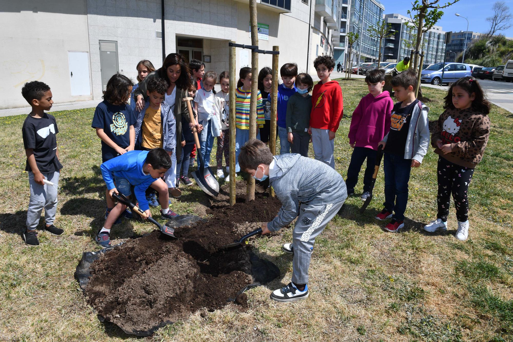 Alumnos del colegio Torre de Hércules plantan quince moreras