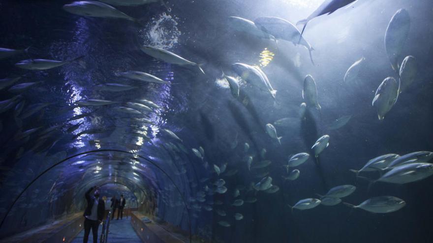 El Oceanogràfic suelta tiburones por primera vez en La Marina de València