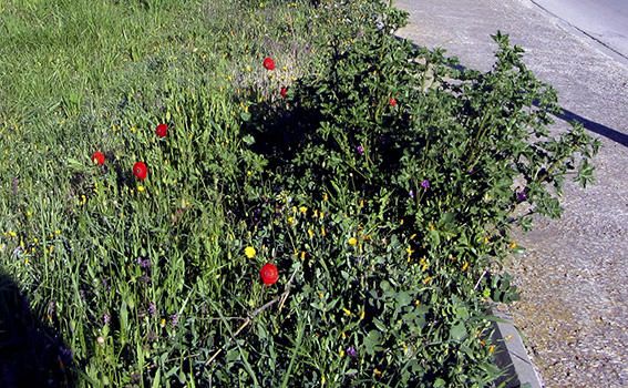 Plantes. La primavera ja és aquí, i amb ella podem veure una varietat de plantes silvestres, amb flors, com el conegut pipiripip