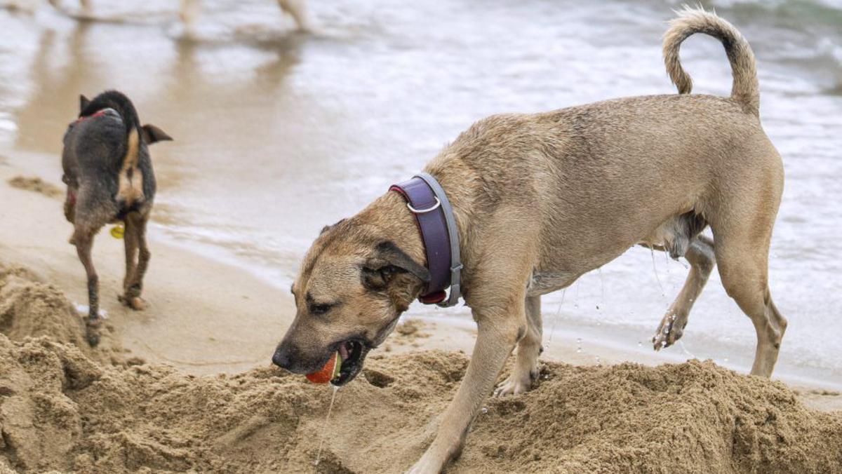 Diversos gossos a la platja de Llevant de Barcelona.