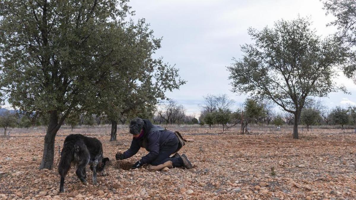 La truficultura es una de las actividades agroalimentarias vinculadas al territorio que podrán beneficiarse de las ayudas FITE para la calidad diferenciada de los alimentos de Teruel.