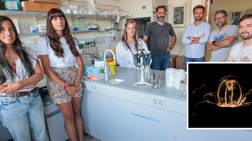 Investigadores asturianos descifran el genoma de la medusa inmortal