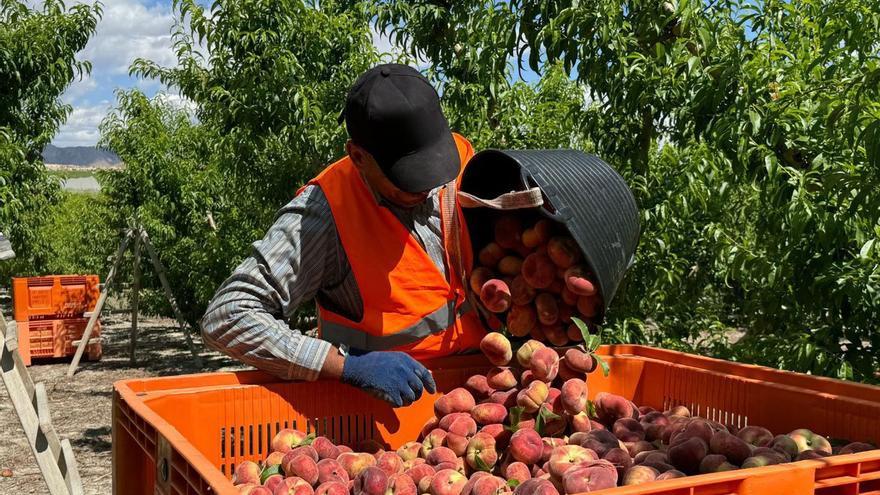 La iniciativa de difusión de la fruta de hueso cooperativa alcanza los 15 millones de visualizaciones