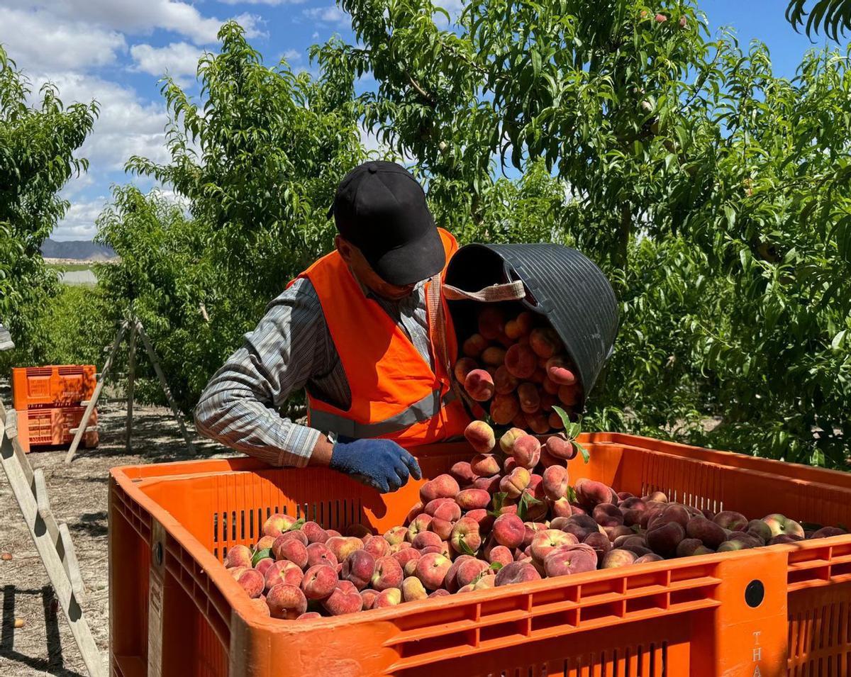 La iniciativa de promoción del consumo de fruta de hueso coincide con la producción nacional de las cooperativas.