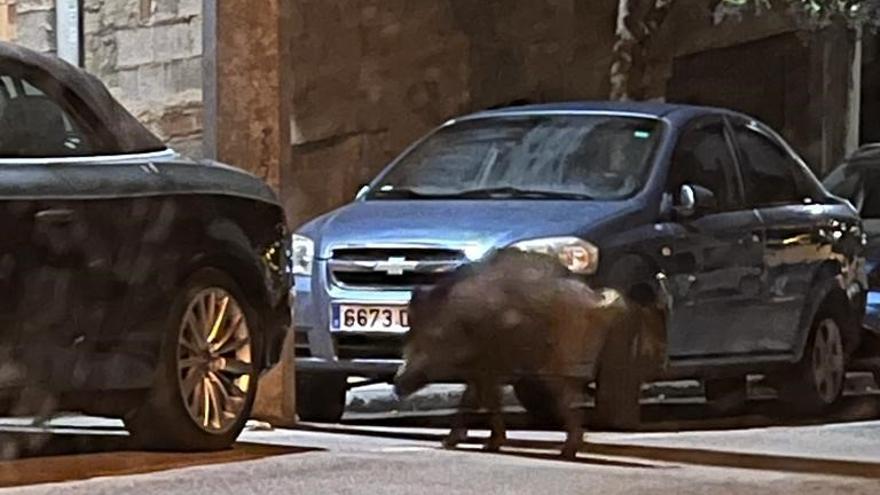 Capturan con trampas a 19 jabalíes que hacían estragos en el campo de golf de Dénia