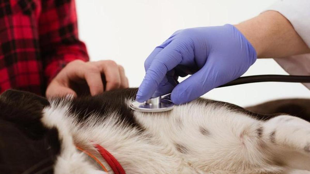 No acudeixes a la teva feina per una urgència veterinària?