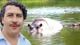 Colombia no sabe qué hacer con la "invasión" de hipopótamos de Pablo Escobar