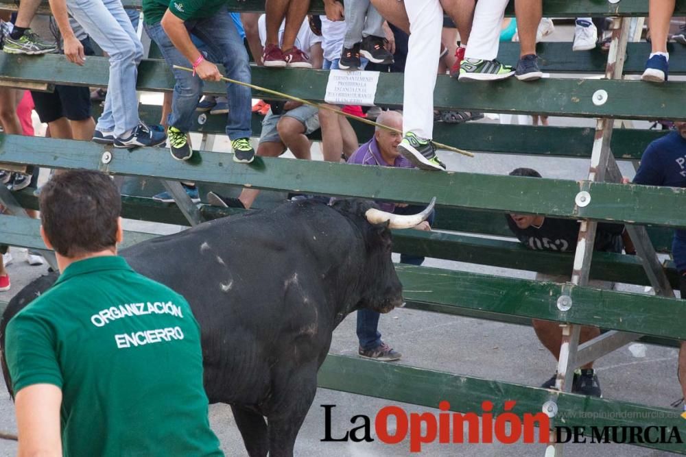 Primer encierro de Calasparra