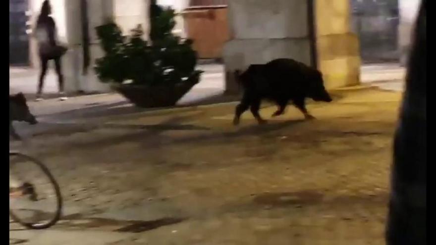 Tres senglars es passegen per la plaça Independència de Girona