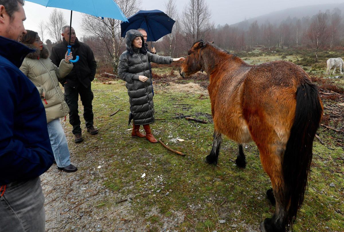 La conselleira acaricia un caballo durante su visita a monte Coirego, en el municipio de Cerdedo-Cotobade, esta mañana.
