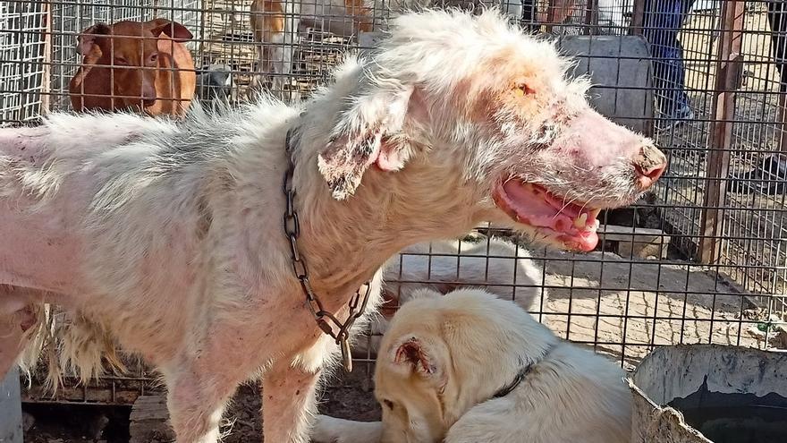 El Seprona decomisa diez perros de caza enfermos y desnutridos en un pueblo de Córdoba