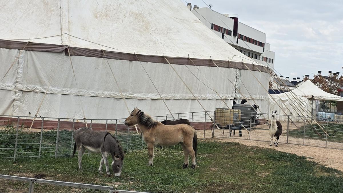 Los animales están en un corral junto a la pista central