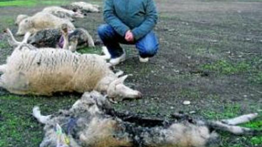 Un perro cimarrón mata en una semana a 40 ovejas de una finca