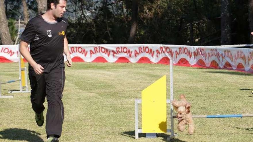 Una pasada edición del concurso canino.  // Muñiz