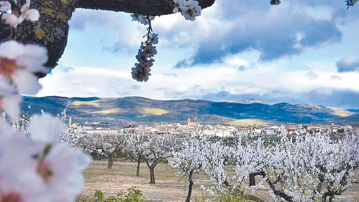 La imagen de los almendros en flor en el Alt Maestrat es una explosión de vida.
