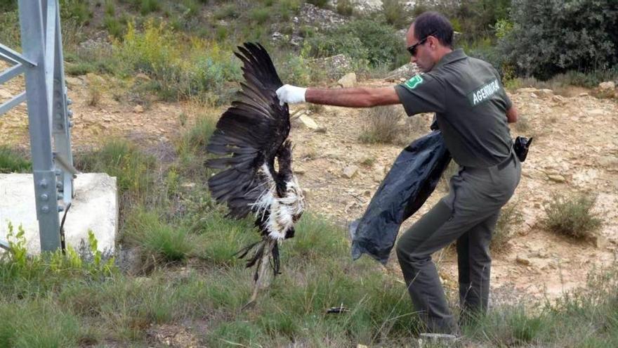 La fiscalía investiga la muerte de aves en tendidos eléctricos en Cataluña