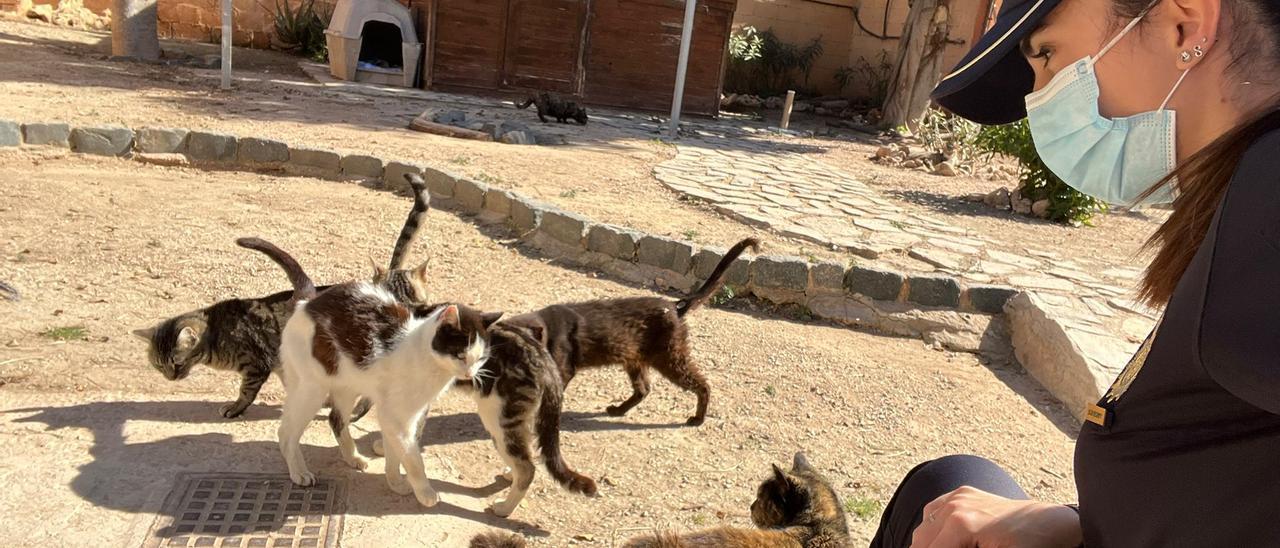 Gatos en la protectora de animales de Alicante, en una foto de archivo.