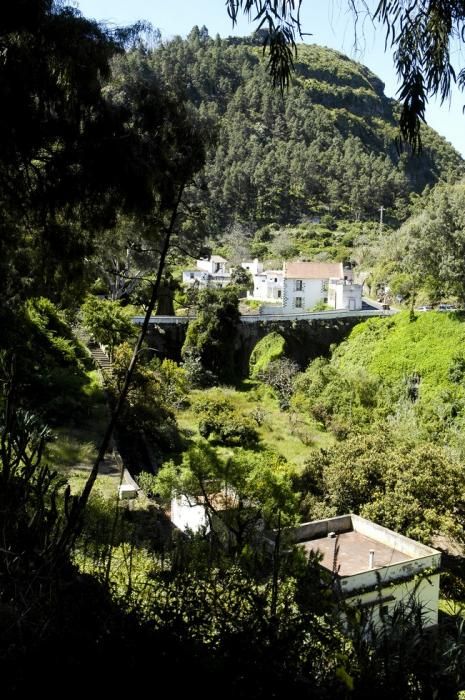 VERDOR EN EL CAMPO GRANCANARIO