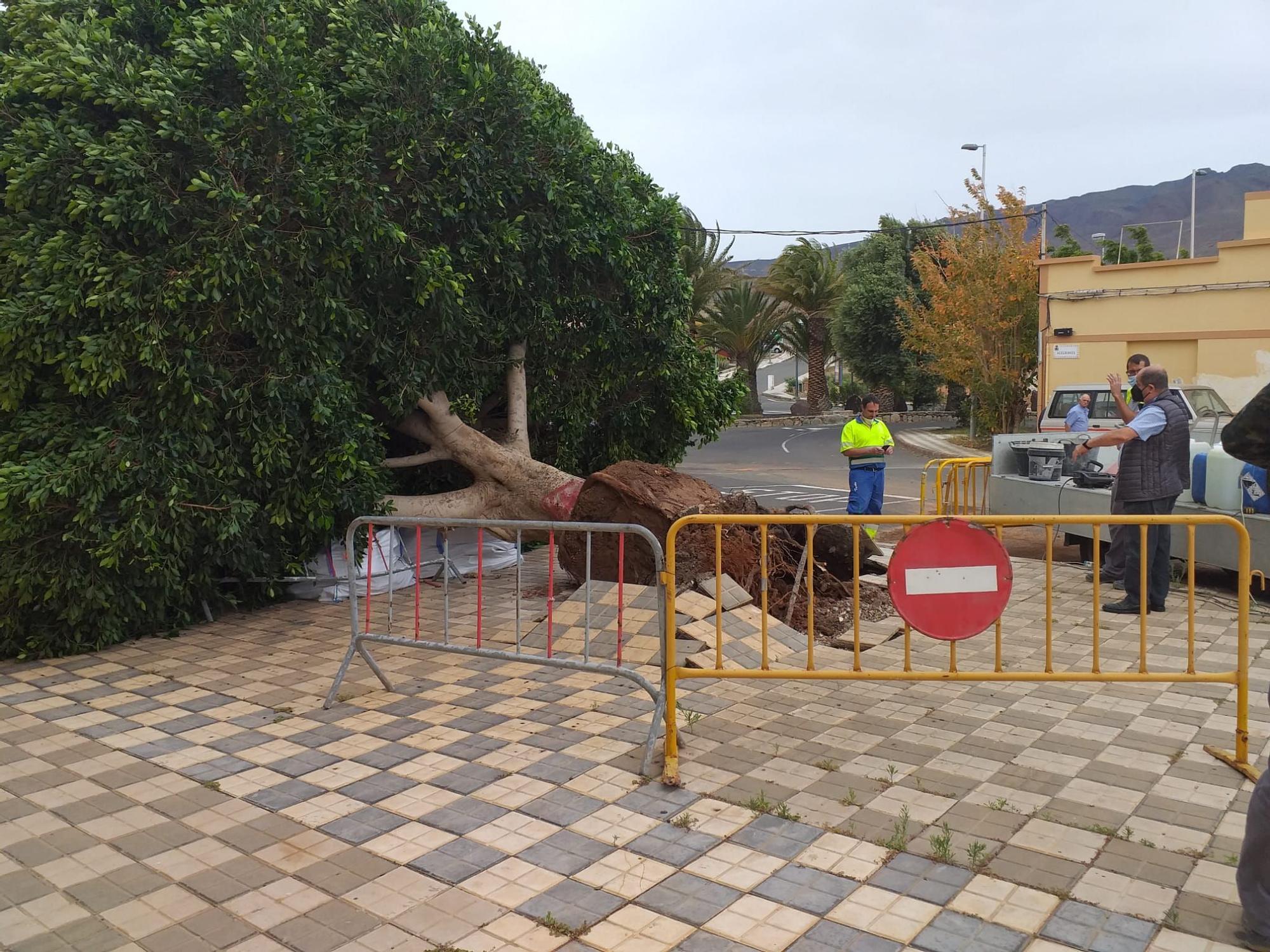 El fuerte viento derriba un árbol de grandes dimensiones en Agüimes