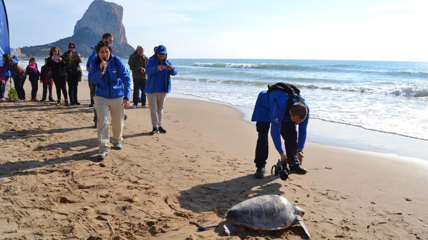 Técnicos del Oceanogràfic sueltan una tortuga boba en Calp tras su recuperación