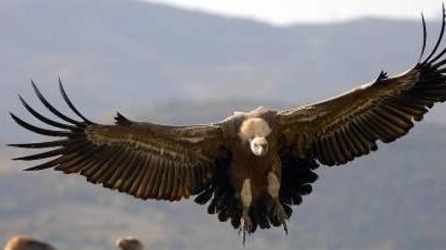 Voltors comuns en un canyet del Pirineu, on ja no són espècie en perill