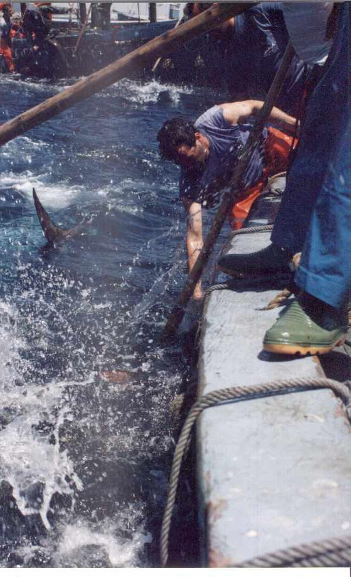 Pesca con bicheros, al final de la "lucha"