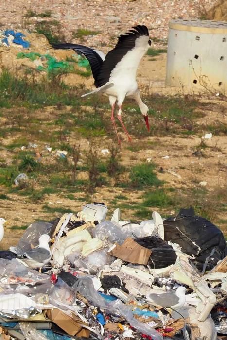 Les cigonyes, entre d'altres punts, s'alimenten en abocadors