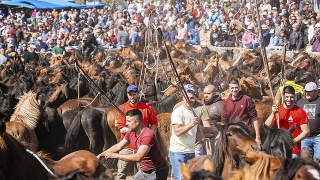 Los caballos durante la rapa, ayer, en el curro de A Valga.