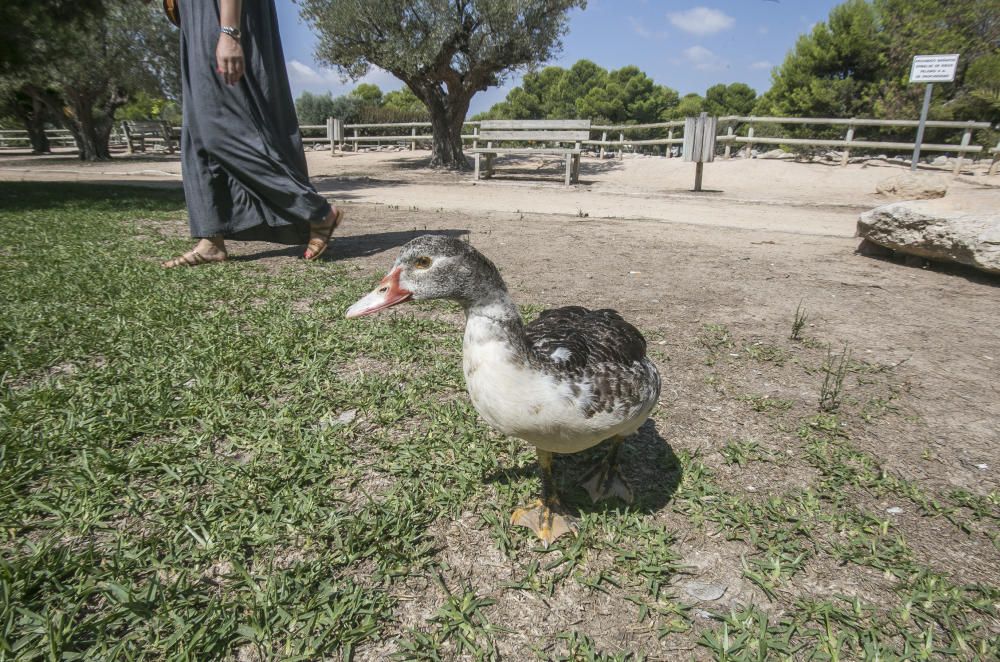 Sobrepoblación de patos en la UA