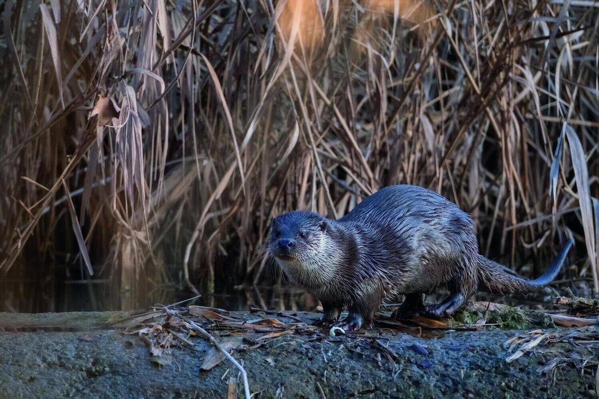 Aquests són els animals que pots veure lliures al riu Cardener al seu pas per Manresa
