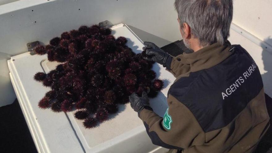 Intercepten un pescador furtiu d&#039;eriçons de mar quan venia la captura a l&#039;Escala