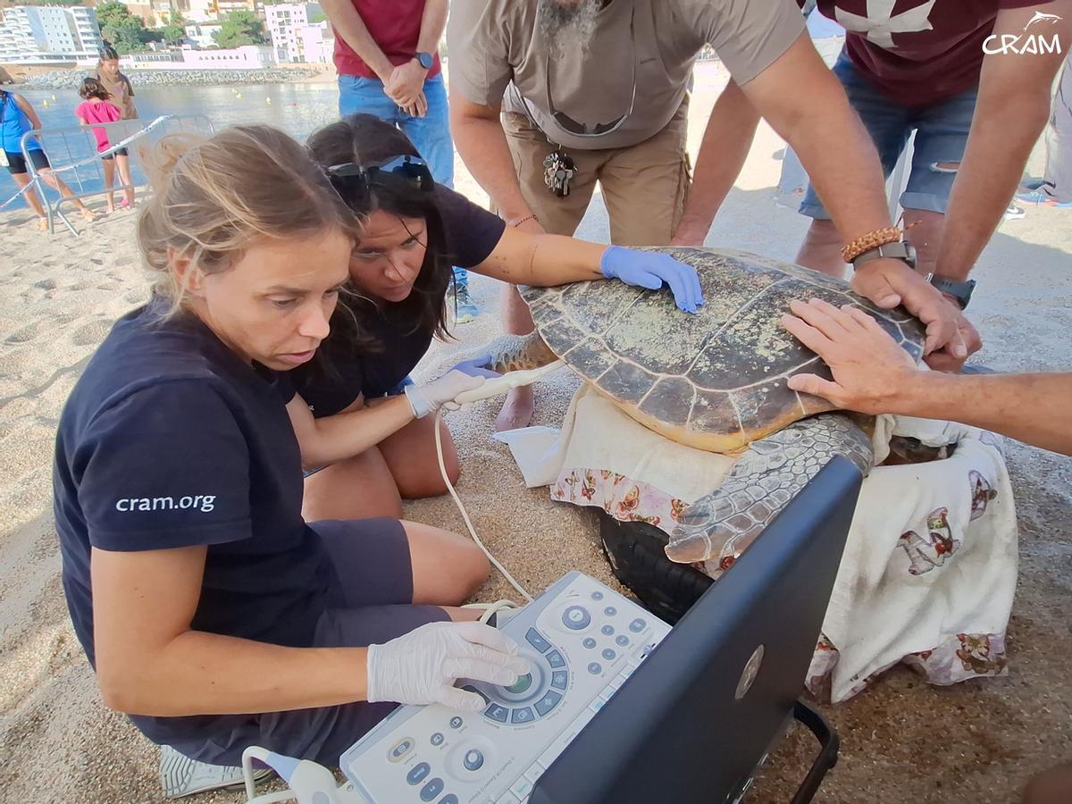 Rescats de fauna marina a la Costa Brava durant l'any passat